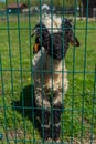 Little cute lamb. Sheep cub with a black nose behind bars Royalty Free Stock Photo