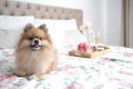 Light brown Pomeranian puppy lying on a bed