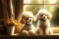 little cute little poodles puy sitting by window