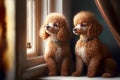 little cute little poodles puy sitting by window