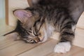 Little cute male kitten sleeping on his wooden playground. Very young baby cat falling asleep while playing. Sleeping beauty. Royalty Free Stock Photo