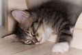 Little cute male kitten sleeping on his wooden playground. Very young baby cat falling asleep while playing. Sleeping beauty. Royalty Free Stock Photo