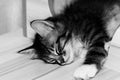 Little cute male kitten sleeping on his wooden playground. Very young baby cat falling asleep while playing. Sleeping beauty. Royalty Free Stock Photo