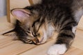 Little cute male kitten sleeping on his wooden playground. Very young baby cat falling asleep while playing. Sleeping beauty. Royalty Free Stock Photo