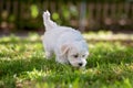 Little cute maltese puppy dog, playing in the park Royalty Free Stock Photo