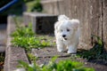 Little cute maltese puppy dog, playing in the park Royalty Free Stock Photo