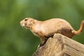 Little cute marmot on a tree log on a blurred background
