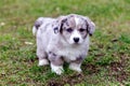 A little cute 1.5 month old Corgi puppy for a walk in a spring park.