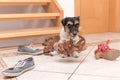 Little cute obedient dog holds a shoe by clicker training - Jack Russell Terrier 2 years old Royalty Free Stock Photo