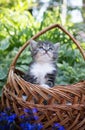 Little cute one month old tabby kitten peeps out of a large wicker basket standing in a flower bed Royalty Free Stock Photo