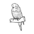 Little cute parrot hand drawn ink sketch