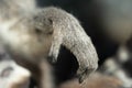 little cute paw of Madagascar lemur, wildlife