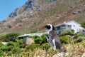 Little cute penguin against house and mountain