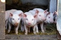 Little cute pigs on the farm. Royalty Free Stock Photo