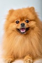 Little cute Pomeranian spitz Dog on Isolated White Studio Background, portrait Royalty Free Stock Photo