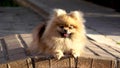 Pomeranian Spitz Puppy lies and bask in the sun