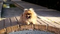 Pomeranian Spitz Puppy lies and bask in the sun. Yawns