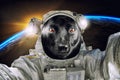 Little cute portrait black dog astronaut or cosmonaut exploring the universe Royalty Free Stock Photo