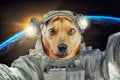 Little cute portrait tan dog astronaut or cosmonaut exploring the universe