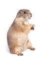 Little cute prairie dog standing in studio. Royalty Free Stock Photo