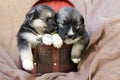Little cute puppies sit in a crocodile box together Royalty Free Stock Photo