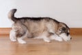 Little cute puppy of breed the Alaskan Malamute goes and sniffs the floor Royalty Free Stock Photo