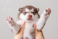 Little cute puppy of breed Alaskan Malamute in the hands of a person