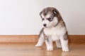 Little cute puppy of breed Alaskan Malamute standing on the floor