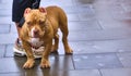 Little cute puppy dog pit bull on a leash color Royalty Free Stock Photo