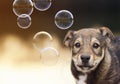 Little cute puppy funny looks at the background of shiny soap bu