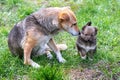 Little cute puppy next to his mother dog