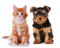 Little cute puppy and red kitten isolated on white Royalty Free Stock Photo