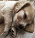 Little cute puppy sleeps sweetly at home