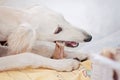 A little and cute purebred white saluki puppy dog persian greyhound eating a bone relaxed at home and holding it with her paws Royalty Free Stock Photo