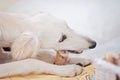 A little and cute purebred white saluki puppy dog persian greyhound eating a bone relaxed at home and holding it with her paws Royalty Free Stock Photo