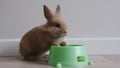 little cute rabbit sitting near a bowl of food