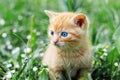 Little cute red kitten in the garden on green grass Royalty Free Stock Photo