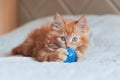 Little cute red kitten playing and enjoys with blue ball on bed in bedroom. Pet care. Royalty Free Stock Photo