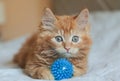 Little cute red kitten playing and enjoys with blue ball on bed in bedroom. Pet care. Royalty Free Stock Photo