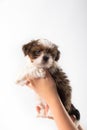 Little cute shih tzu puppy in the woman's hand