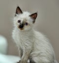 Little cute Siamese kitten Royalty Free Stock Photo