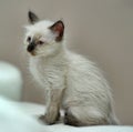 Little cute Siamese kitten Royalty Free Stock Photo