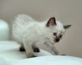 Little cute Siamese kitten Royalty Free Stock Photo