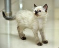 Little cute Siamese kitten Royalty Free Stock Photo