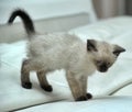 Little cute Siamese kitten Royalty Free Stock Photo