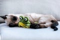 Little cute siamese kitten sleeping on couch while hugging a stuffed frog in living room at home Royalty Free Stock Photo