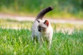 Kitten walking on the grass Royalty Free Stock Photo