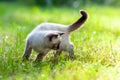 Kitten walking on the grass Royalty Free Stock Photo