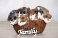 Little cute Siberian Husky puppies