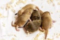 Little cute sleeping mice babies. Macro image Royalty Free Stock Photo